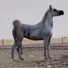فرس واهو
