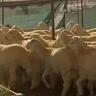 طليان ماشاءالله تبارك الله