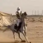 عسف خيل