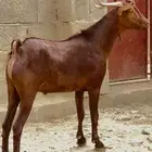 فحل ادهم