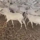 تيوس مستورد بحاره تربيه فوق 3شهوز