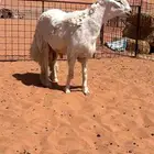 مشروع فحل حري جذع طيب ونادر جباره وارتفاع