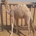 قعود للبيع