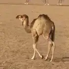حااشي لباني 4 شهور