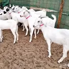 جفار بيشيه منوة تم الببع