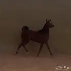 حصان واهو - دماء قوية