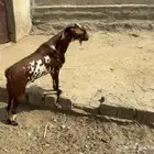 تيس فحل