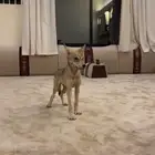 مطلوب جرو ذيب عمر اقل من شهر الموقع الطايف