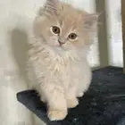 ابغى قطه او قطط لتبني تكون من عمر 2 لين 5 شهور