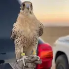 مطلوب طير شاهين او حر او تبع او جير بسعر معقول ويكون سليم