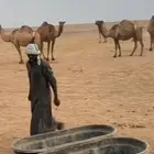 راعي ابل سوداني خبره في كل امور الابل بالسودان يبي شغل