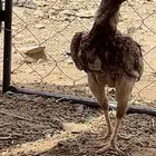 دجاجه باكستانيه