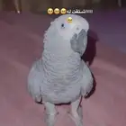 كاسكو ضايع قي حي النور