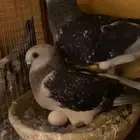 جوز مغبر