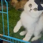 للبيع سكوتش فولد بيور عرض