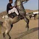 حصان شعبي شيخ طرب