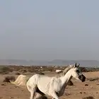 فرس شعبة للبيع