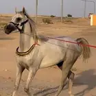 حصان واهو طيب