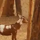 تيس محايلي فل شحم