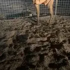 بكره طيبه مقنوي ولا قصب