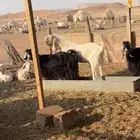 فحل ابرص نادر بناته عندي وحارر