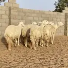 غنم حريات حرش متابيع و دفيع 27 تحتها 9 بهم( تم البيع )