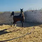 حصان شعبي طرب حار العمر من7الى8