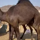 قعدان بلدي كفو وقعدان مستورد كفو ويوجد توصيل