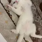قطه سكوتش فولد للتبني بمستلزماتها