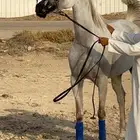 فرس واهو جمال للبيع