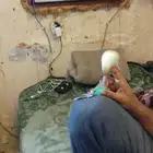 بادجي وليف هدد