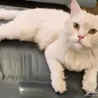 قطه للتبني الدمام