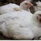 دجاج لاحم ذبح حسب الطلب