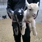 ماعز قزمي او قزم مستويات جميله وألوان مميزة حجم صغير جدا