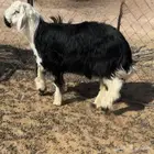 خروف نجدي
