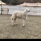 خروف فحل
