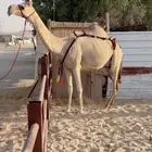 للبيع عشرا تحتها بكره والناقه وبنتها vip