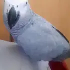 مفقود لنا طير غالي