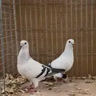 زوج بوز ( عومري )   ((( تم البيع )))
