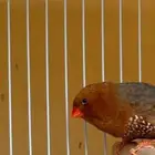 ذكر زبرا فل ورنج قري انتاج اخر 24