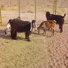 ماعز للبيع