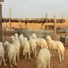 تم البيع