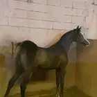 مهره واهو