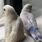 روز شبه اليف