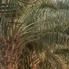 ثمر مزرعة خلاص 1200 كرتون موز