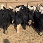 بهم نجد العدد 41 فيه 18 رخل