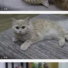 قطاوه بسعر رمزي
