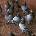 حمام زاجل 15 جوز 3 باكستاني