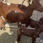 عنز محايليه صنف الصنف