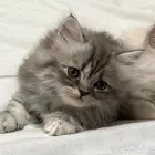 للبيع قطوه مع كامل أغراضها